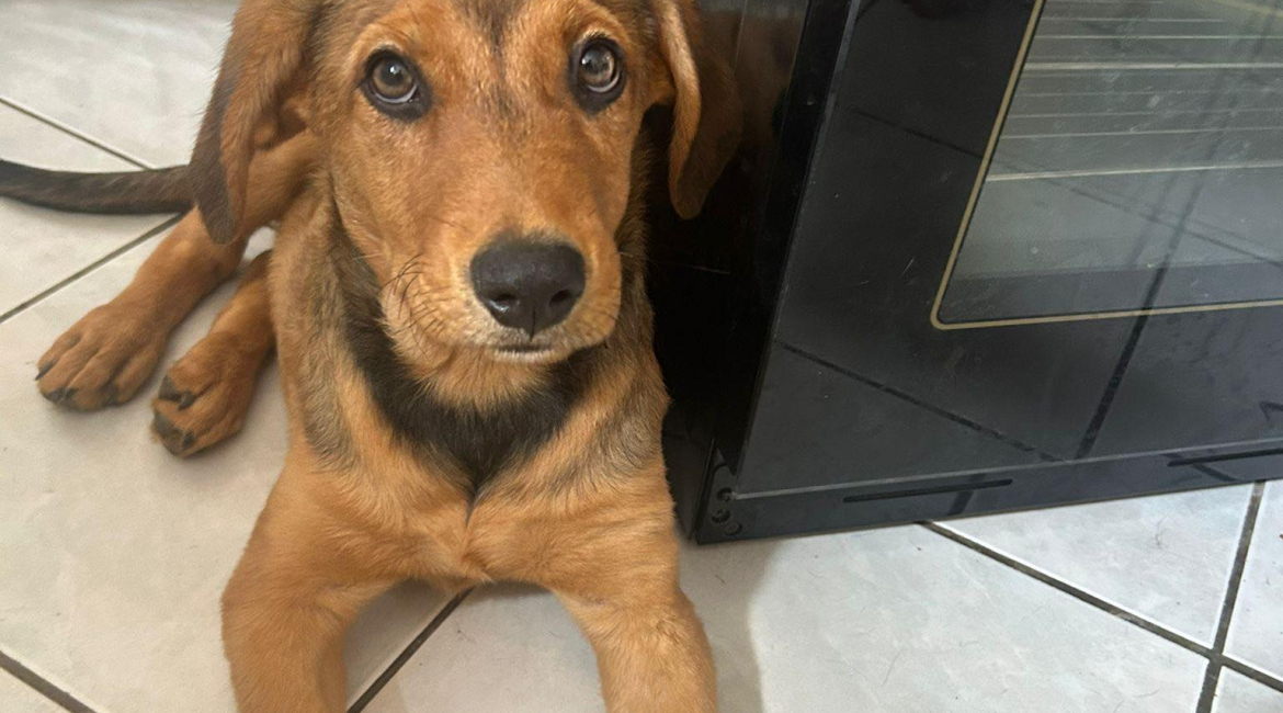 Chiens à adopter